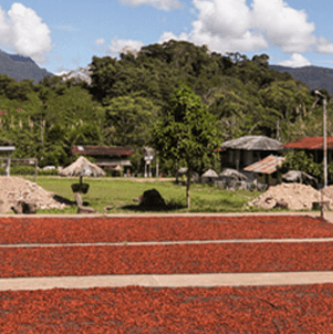Food Thoughts Cocoa Beans Drying