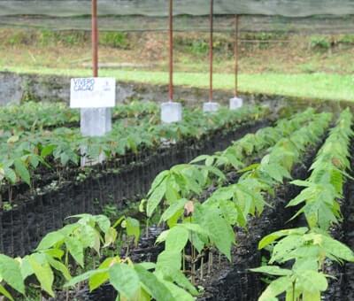 cocoa-plants