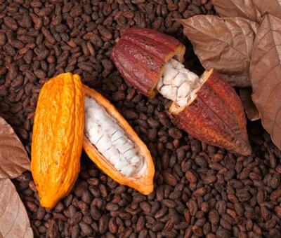 Food Thoughts Cocoa Pods