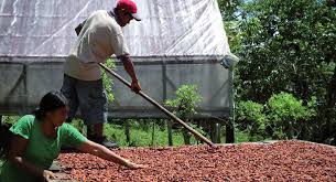 pronatec-cacao-responsibly-sourced