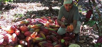 pronatec-cacao-responsibly-sourced
