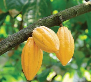 food-thoughts-yellow-cocoa-pods
