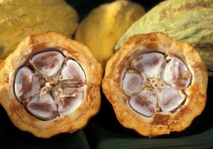 cacao-pod-with-cocao-beans cacao-pod-with-cocao-beans
