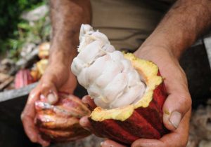 food-thoughts-cocoa-cacao-pods food-thoughts-cocoa-cacao-pods