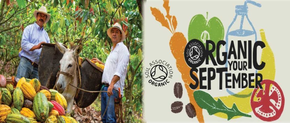 Buy Organic Cacao Powder or Cocoa Powder for Organic September